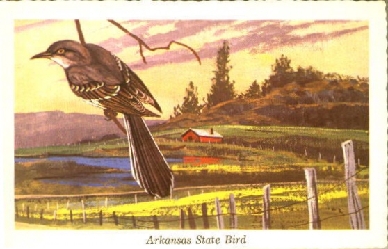 Arkansas Bird, Mockingbird, Pulaski County, ARGenWeb