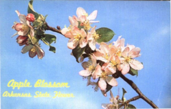 Arkansas Flower, Apple Blossom, Pulaski County, ARGenWeb